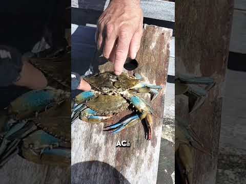 Con Luis en el Puente de Valizas -Rocha - Uruguay Reproducción de Cangrejo azul - Siri