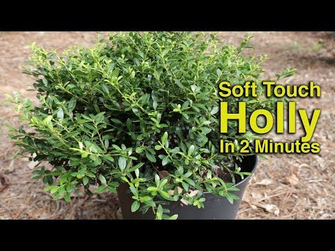 Soft Touch Holly in 2 Minutes - Low Growing Evergreen Foundation Plant