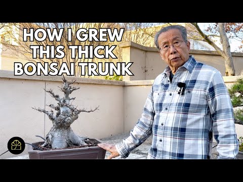 How I Grew My 50-Year-Old Bonsai with a Thick Trunk