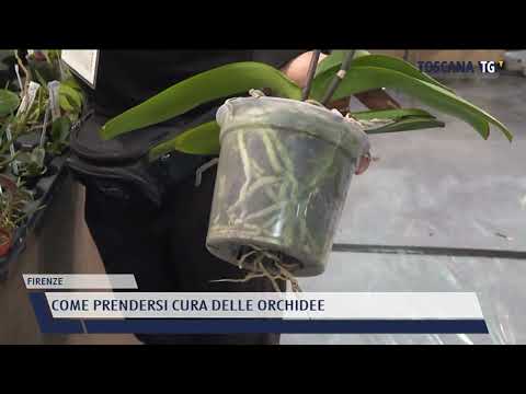 2022-04-25 FIRENZE - COME PRENDERSI CURA DELLE ORCHIDEE