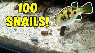 true freshwater puffers 免费在线视频最佳电影电视节目