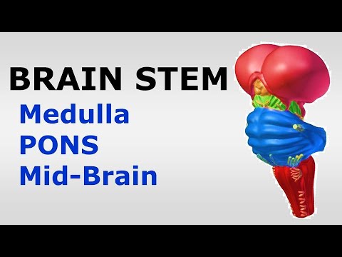 (Chp#05) BRAINSTEM | Snell's NeuroAnatomy | Medulla | PONS | Midbrain | Dr Asif Lectures