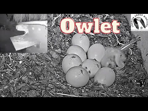 Watch As A Female Barn Owl Emerges From The Nest Box With Her Precious Owlets And Eggs In Tow