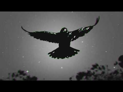 Antónimo -  El último melómano (Visualizer)