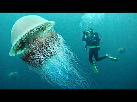 15 Incredible Jellyfish Species