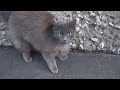 Gray Cat Lives Alone