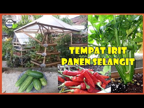 , title : 'CARA MENANAM MERAWAT SAMPAI PANEN CABE LEDRI TIMUN DI BAMBU PIRAMID | HOW TO PLANT CHILLI AT HOME'