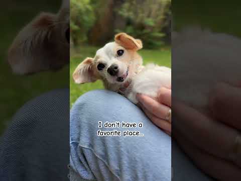 Youtube Video Embed
