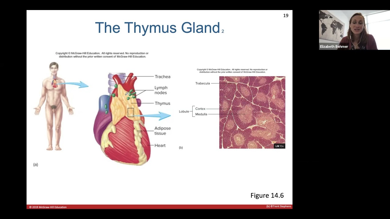 Ch. 14 (Lymphatic System & Immunity)