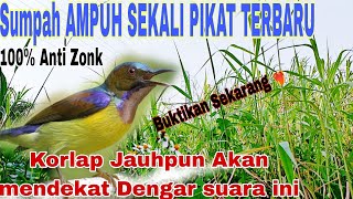 Download lagu AMPUH❤️‍🔥!!Suara Pikat Burung Kolibri Kelapa/Kolibri Manggar  Anti Zonk Anti Gagal @ObonKuy7 mp3