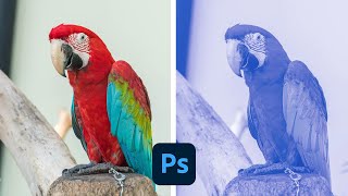 Converting the image to Pantone or spot color - Adobe Photoshop
