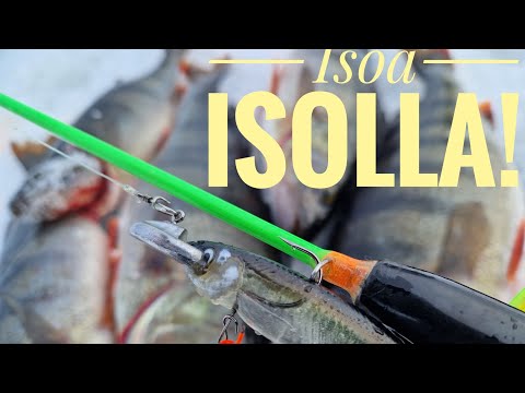 Pilkillä | Isoa ahventa isolla jigillä | Mistä ahven helmikuussa löytyy