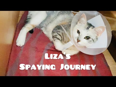 Cat Spaying in detail || Recovery from anaesthesia | Post operative care ||
