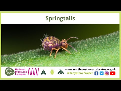 Springtails