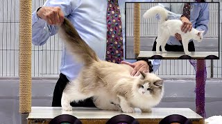 CFA International Show 2019 - Longhair Kitten Class Judging - Siberians + a Turkish Angora