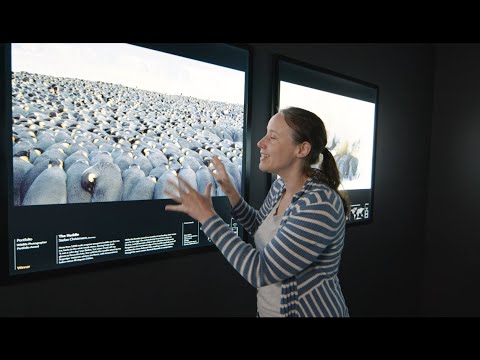 Curator-led Tour of the 55th Wildlife Photographer of the Year exhibition
