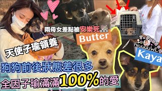 Twice【中字】超感人！子瑜領養KayaButter的故事 狗狗收容所差點被安樂死！子瑜100%的愛讓牠們不再怕人重拾安全感