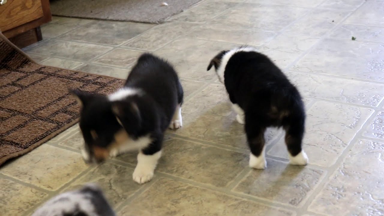 Welsh Corgi Puppies for Sale