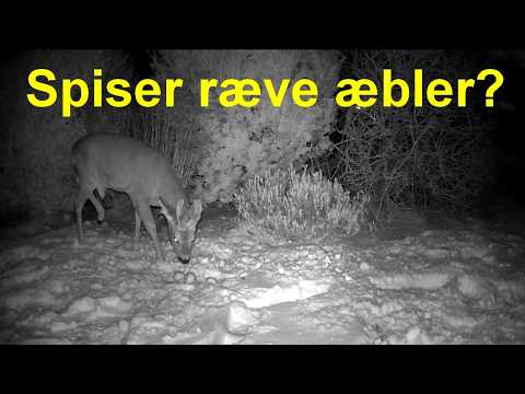 Spiser ræve æbler?