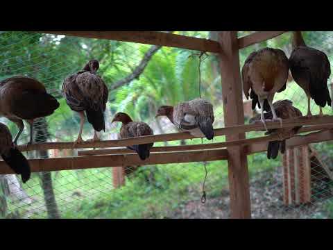 Pullets Sweater Boston - Gilmore Hatch- Blueband Kelso- George Foster Kelso