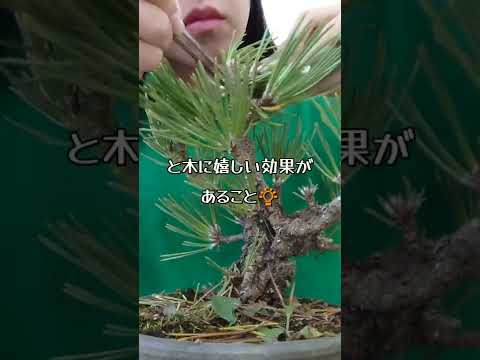 オーストリア産黒松 植物