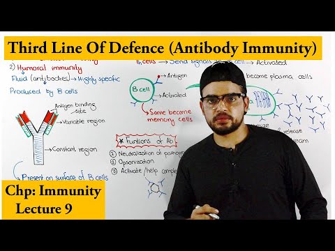 Humoral Or Antibody Immunity | A type of Adaptive Immunity |