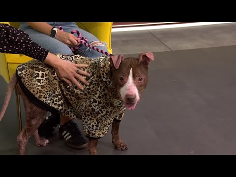 Clear the Shelters: Meet Callie - YouTube