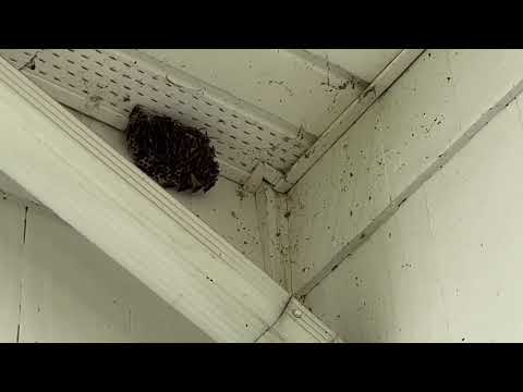 Found an Active Paper Wasp Nest on the Soffit in Monmouth Junction, NJ