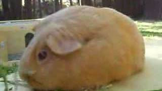 ACS - Toffee a private surrender to the shelter