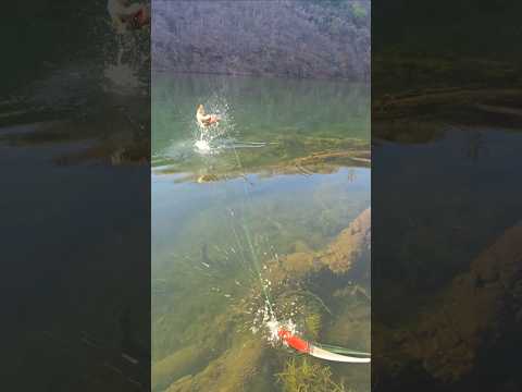 REPRESA DE BURITINOPOLIS GOIÁS #lago #pesca ##peixe #music