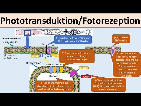 Fototransduktion / Signaltransduktion Auge (Oberstufe)