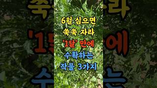6월에 심으면 쑥쑥자라 '1달'만에 수확하는 작물 3가지