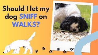 Should You Let Your Dog Sniff on Walks? The Surprising Benefits of Sniffing Exploration!