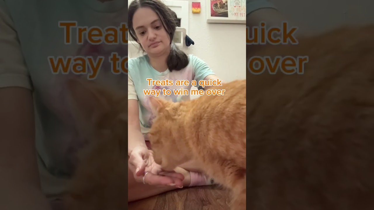 Enlarge Pappy, a Adoptable mixed breed in New Orleans, LA video 2/2