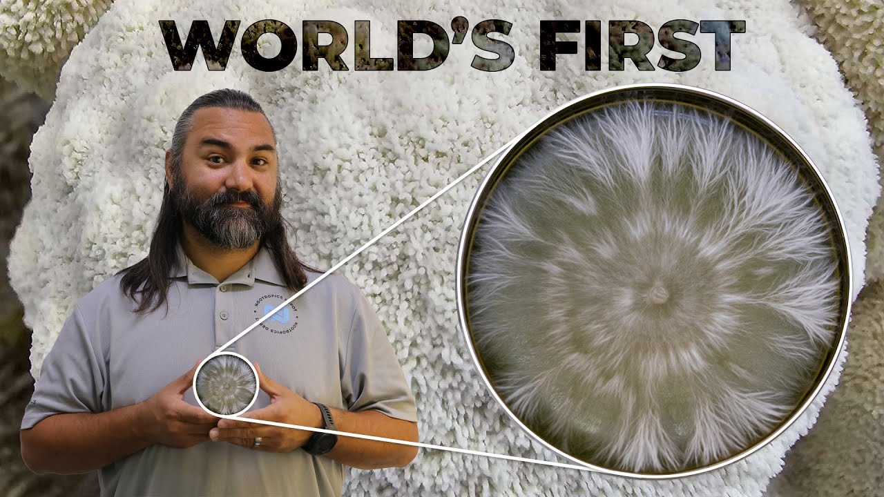 Is Mycelium Th...