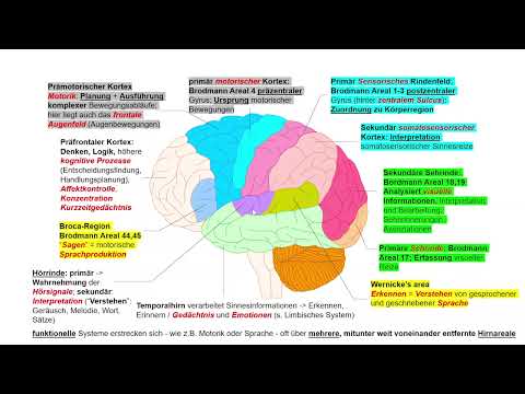 Nervensystem 8: ZNS Teil III - Großhirn