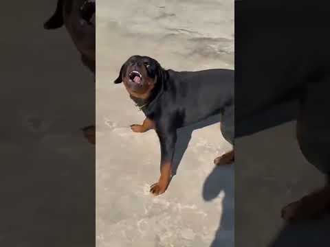 dog sound dog barking loud#shorts #viralshorts #trendingshorts
