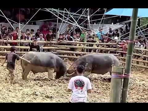 KAMPA GARE' vs SUKOI 01.. Tedong silaga