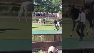 2021優駿牝馬 ソダシ パドック