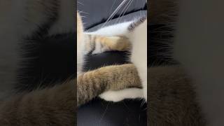 あたためあっていたやつら #shorts