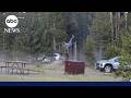 Photographer Details Bison Attack At Yellowstone Park