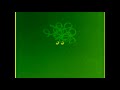 Ragdoll Logo In G Major 2