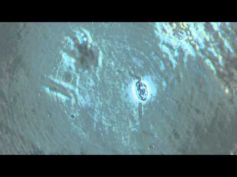 Anisonema sp. (Flagellé) HD