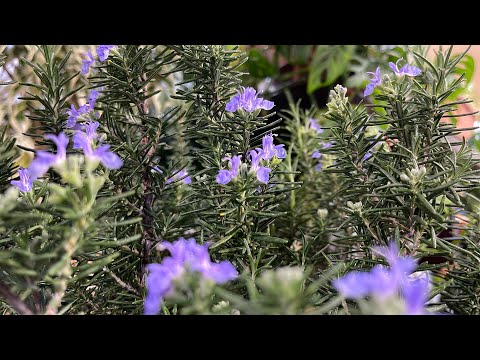 ローズマリーが白くなるのはなぜですか?この葉についている白い粉は何ですか？そして、どうすればそれを取り除くことができますか？  庭園