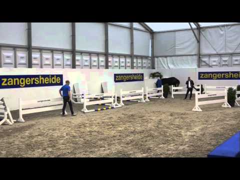 Couleur Latour ( Diamant de Semilly x Cassini I )  Stallion Approval Zangersheide 2015