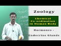 Zoology Chemical Co Ordination In Human Body Hormones Endocrine Glands Functions