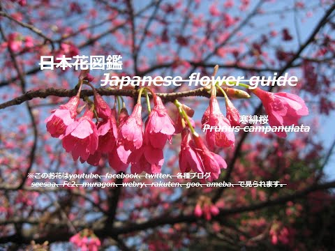 冬桜、彼岸桜 植物