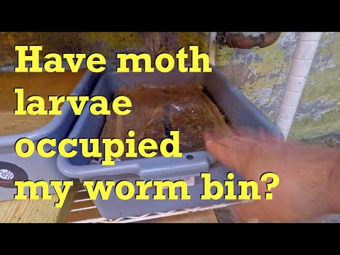 14-week (98-day) red wiggler worm bin fed - farm vermicompost