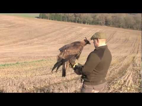 Hunting Hares with a Golden Eagle Hunting Hares with a Golden Eagle