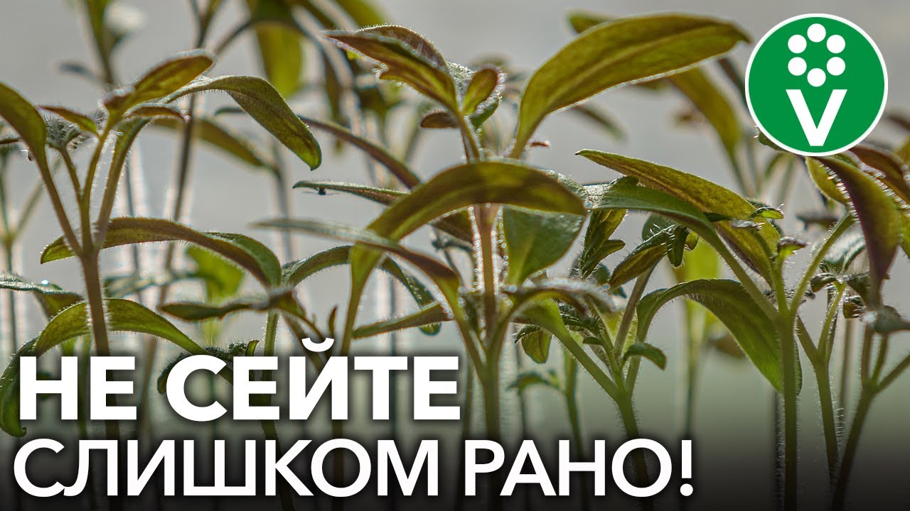 КОГДА СЕЯТЬ ТОМАТЫ И ПЕРЦЫ? Не спешить сеять слишком рано! Опасности раннего посева